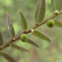 Phyllanthus virgatus G.Forst.